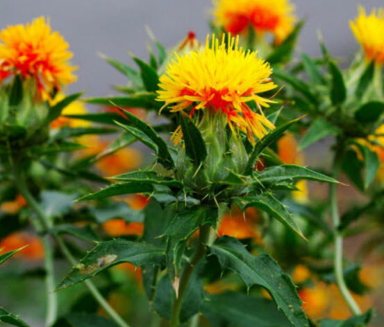 คำฝอย (Saffron Thistle) / 40 เม็ด (UK)