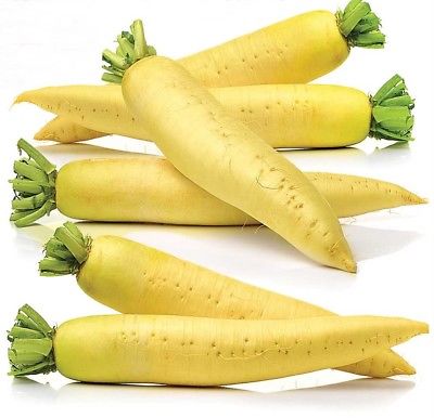 ไชเท้าสีทอง (Golden radish) / 50 เม็ด (Ukraine)