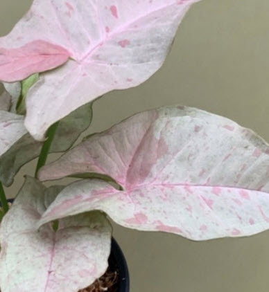 ต้นออมชมพู พิ้งค์ สป็อท (Pink Spot Syngonium) กระถาง 8 นิ้ว