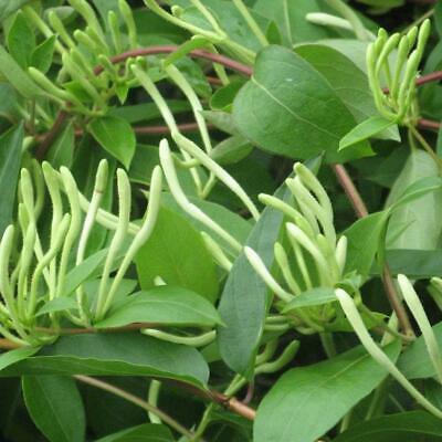 สายน้ำผึ้ง (Honeysuckle) / 50 เม็ด (Malaysia)