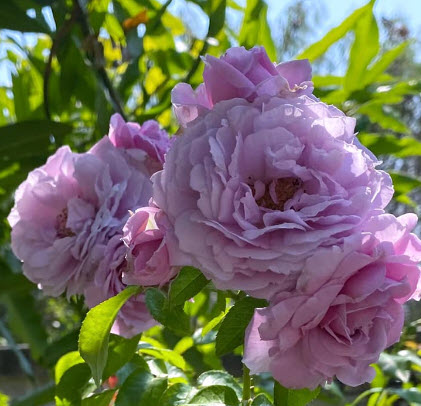 ต้นกุหลาบ เลอ เชี่ยน บลู (Le ciel blue Rose) ดอกสีม่วง ลาเวนเดอร์