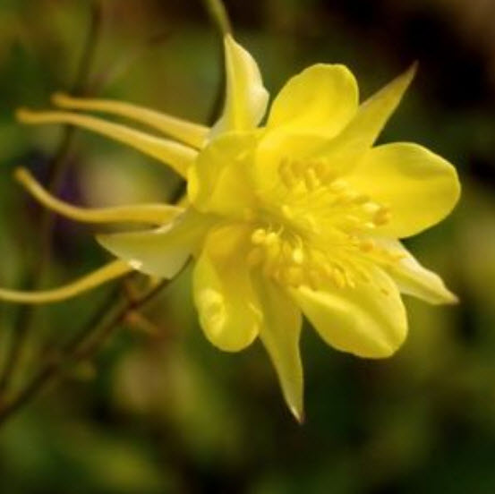 โคลัมบายน์ (Columbine) สีเหลือง / 50 เม็ด