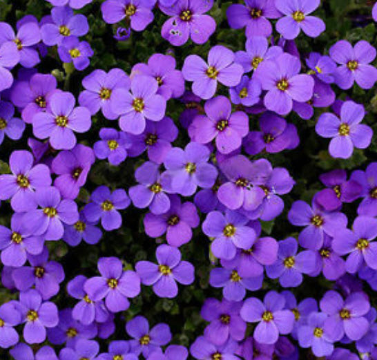 ร็อคเครส (Rock Cress) หรือน้ำตก คละ / 100 เม็ด