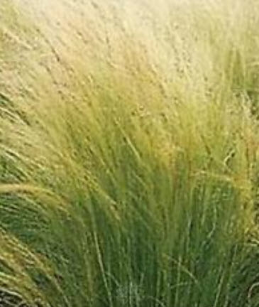 หญ้าหางม้า (Pony tails Grass) / 100 เม็ด (UK)