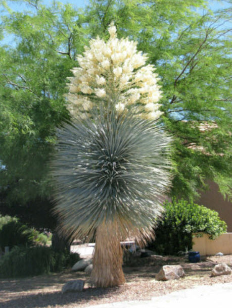 ยุคก้าสีฟ้า (Blue Yucca) / 5 เม็ด (Portugal) *