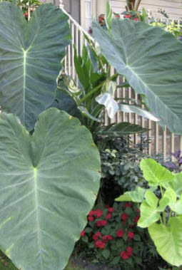 บอนหูช้าง (Colocasia gigantea) / 5 เม็ด (France)*