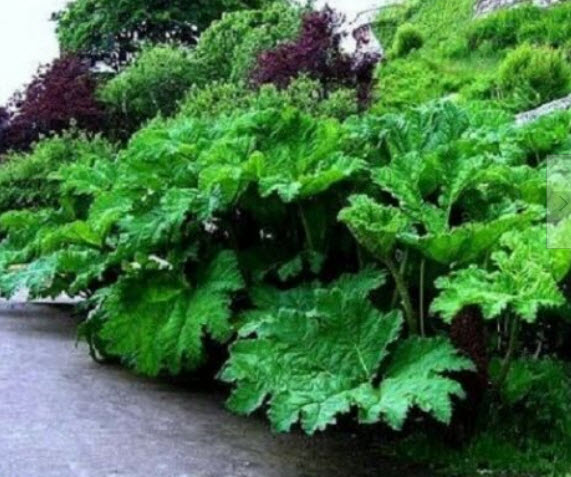 ไจแอนท์ รูห์บาบ (Giant rhubarb) / 20 เม็ด (France)*