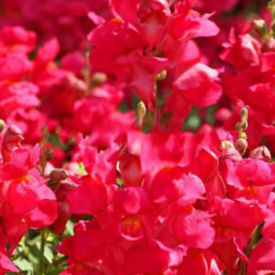 ดอกลิ้นมังกร (Snapdragon) คละ / 100 เม็ด