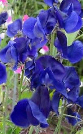 สวีทพี รอยัล เนวี่ บลู (Sweet Pea Royal Navy Blue) / 15 เม็ด (UK)