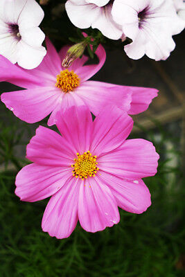 ดอกไม้ป่า (wildflowers) ต้นเตี้ย สูง 10-30 ซ.ม. / ซอง 200 เม็ด (K004)