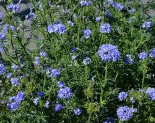 กิเลีย (Gilia) / 100 เม็ด (USA)