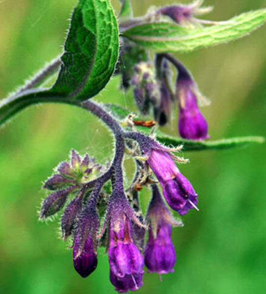 คอมเฟรย์ (Common Comfrey) / 10 เม็ด (France)