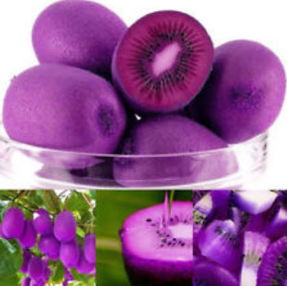 กีวี่ (Kiwi) สีม่วง / 100 เม็ด