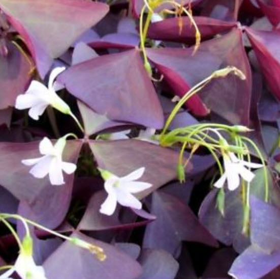 ผีเสื้อราตรี / อ็อคซาลิส (Oxalis) สีม่วง-แดง / 20 เม็ด (S074)