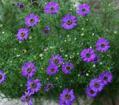 เดซี่ สวอน ริเวอร์ (Swan River Daisy) / 2,000 เม็ด (China)