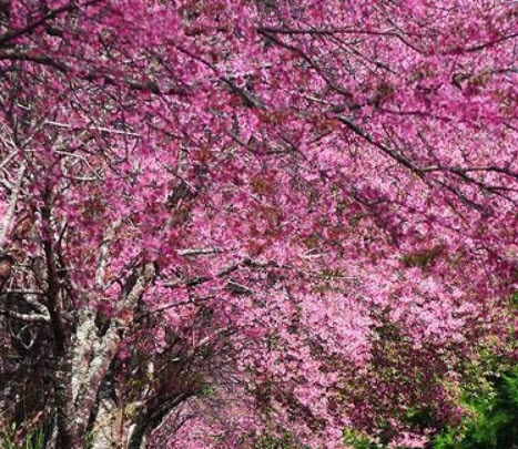 ชมพูพันธ์ทิพย์ (Pink Trumpet Tree) / 100 เม็ด