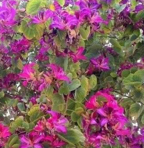 ต้นชงโคฮอลแลนด์ (M) สูง 30-50 ซ.ม. / ต้น