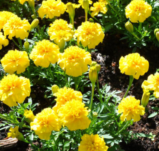 ดาวเรืองฝรั่งเศส (French Marigold) / 60 เม็ด (UK)