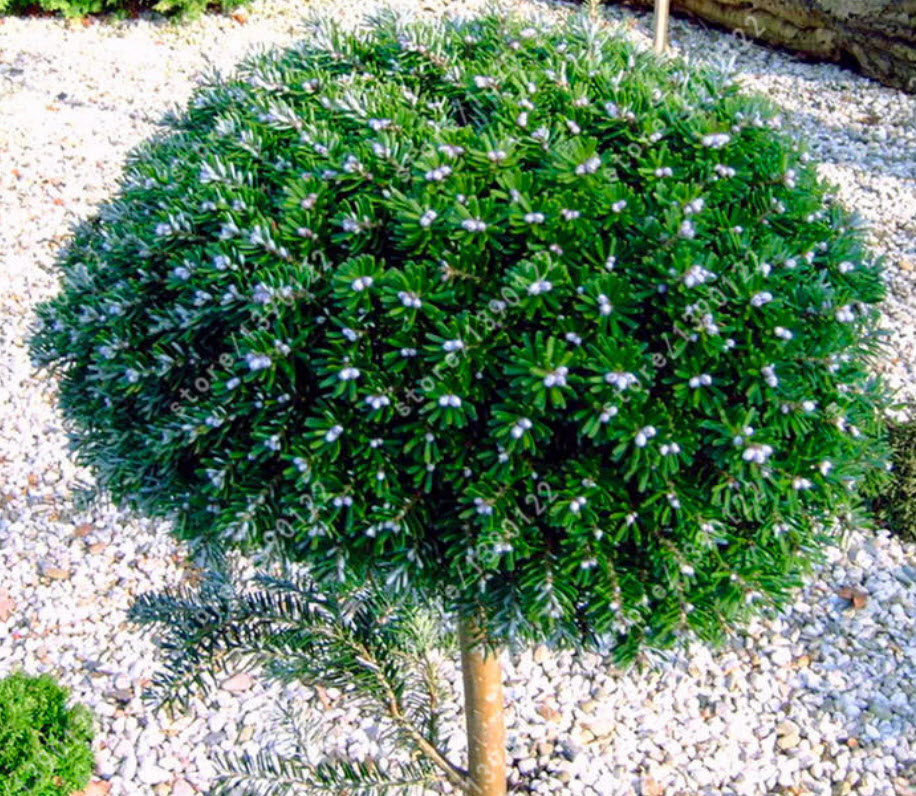 สนเกาหลี พันธุ์เตี้ย Silberperle / 25 เม็ด