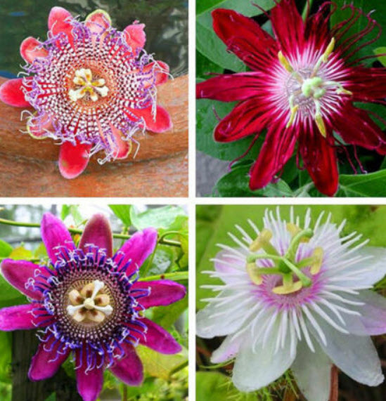 สร้อยฟ้า (Passion Flower) คละ / 100 เม็ด