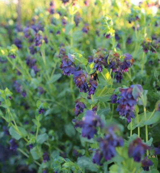 เซอรินธ์ (Cerinthe / blue shrimp) / 25 เม็ด