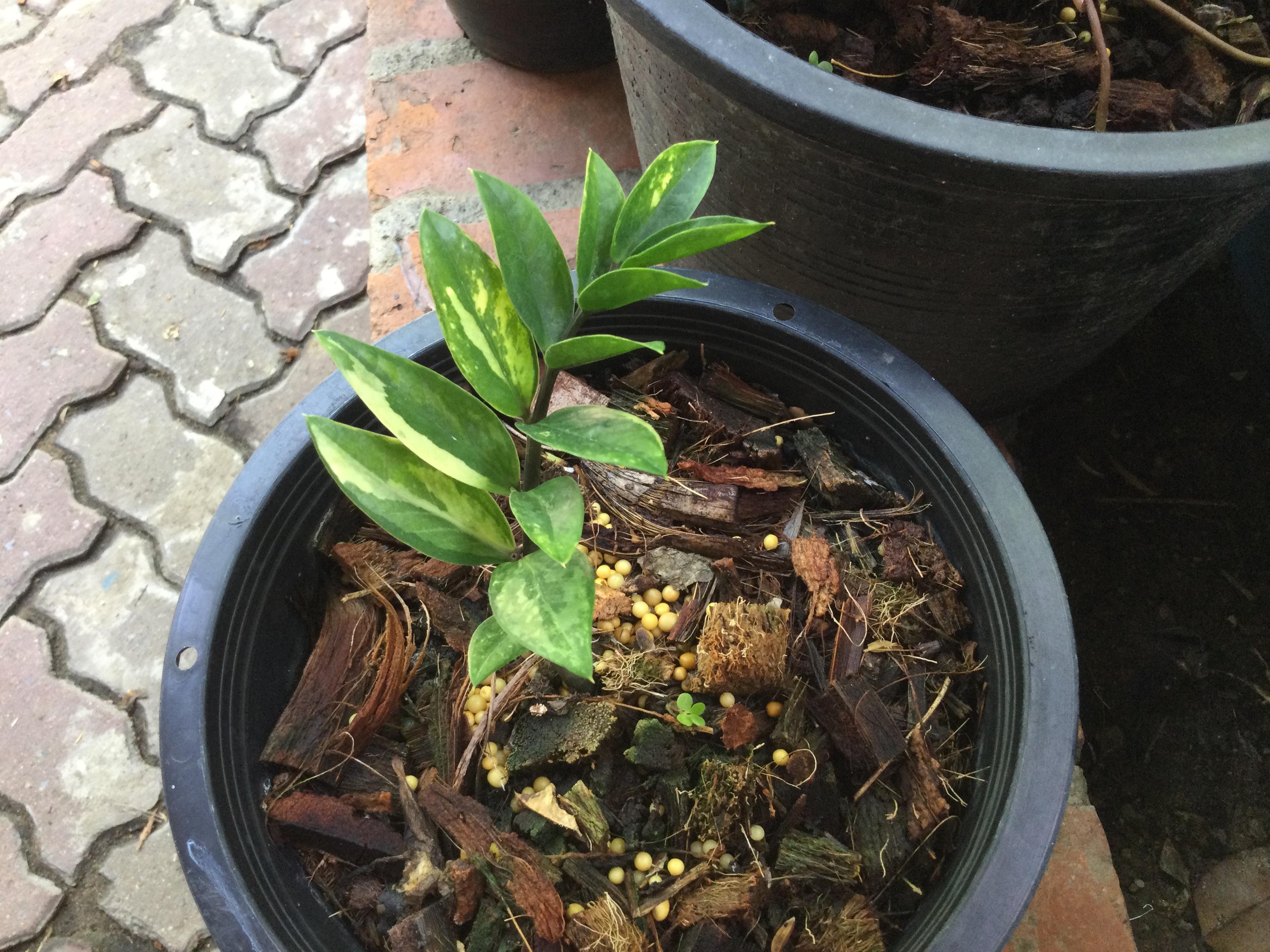 ต้นกวักมรกตแคระด่าง กระถาง 8 นิ้ว / ต้น