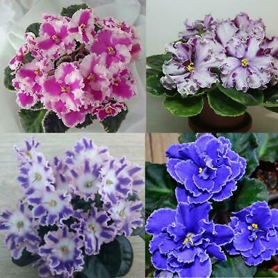 แอฟริกันไวโอเล็ต (African Violet) คละ / 100 เม็ด