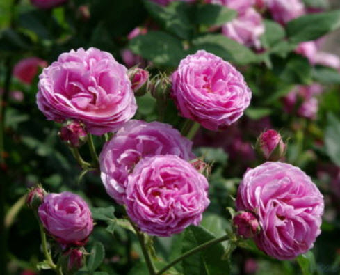 ไลซิแอนธัส (Lisianthus - Red Picote) / 50 เม็ด