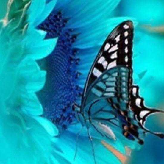 ทานตะวัน (Sunflower) คละ / 100 เม็ด