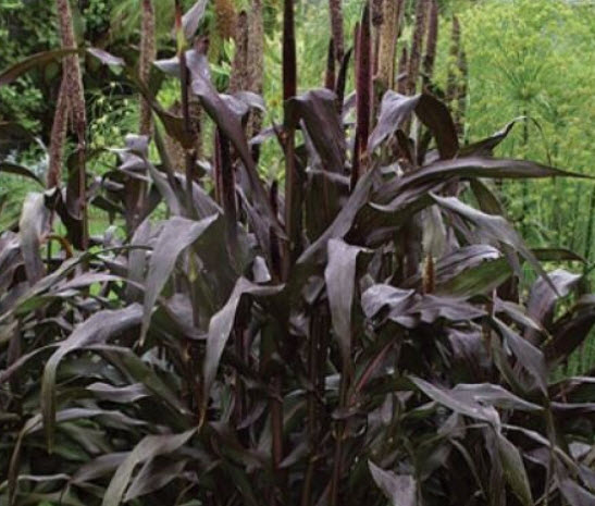 หญ้าหางหมาสีม่วง (Purple Majesty Millet) / 10 เม็ด (USA)