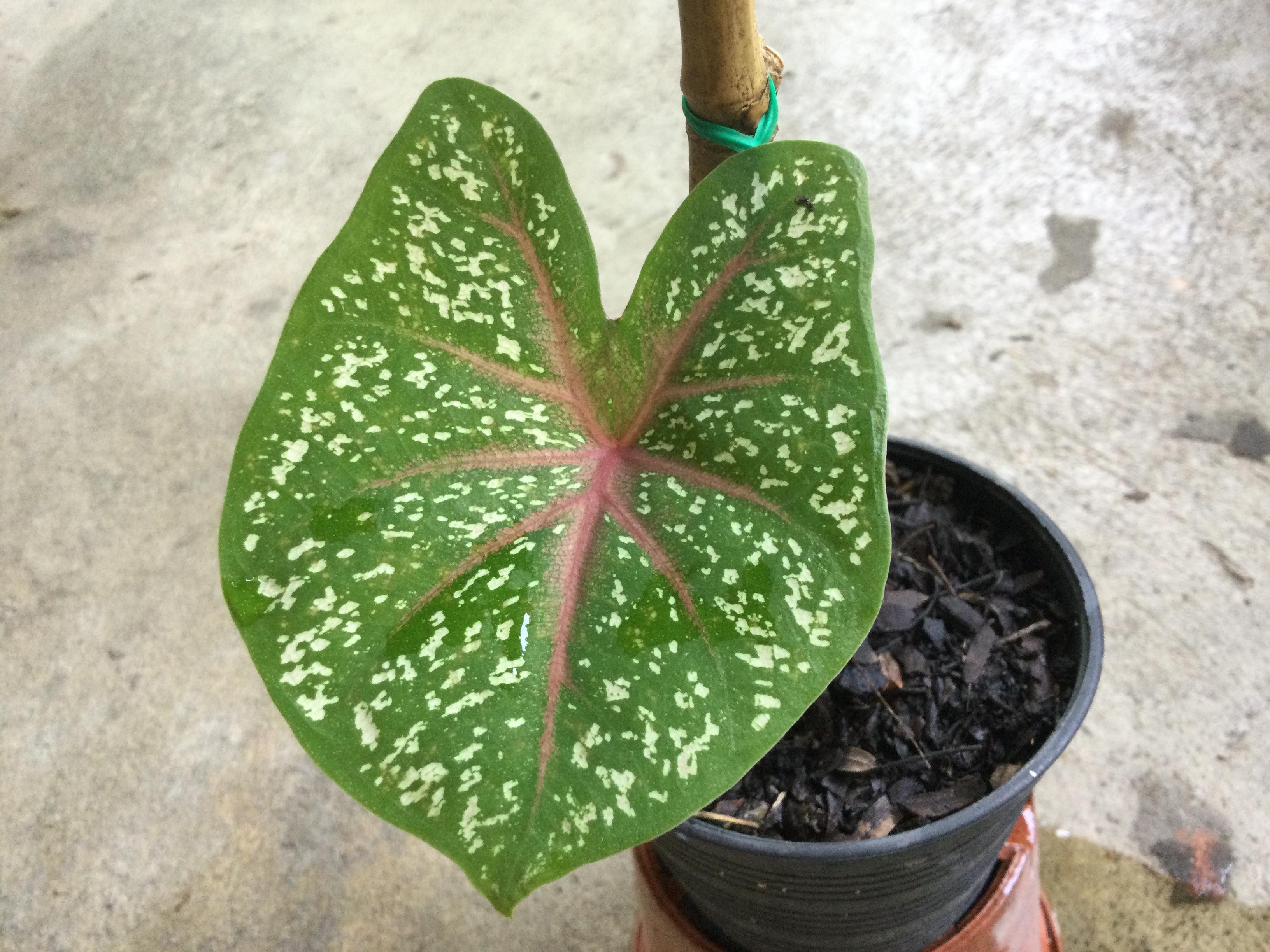 ต้นบอนนกศรีอุษา กระถาง 6 นิ้ว