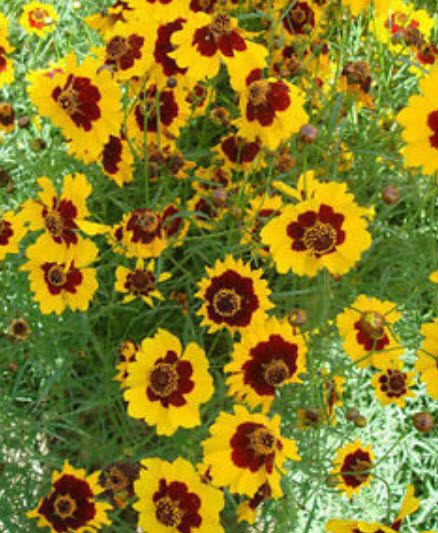 บานชื่นเลื้อย (Creeping Sanvitalia) สีเหลือง / ซอง 30 เม็ด (A226)