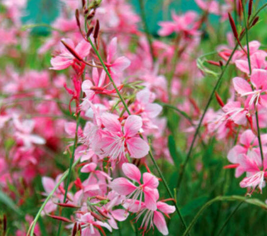 หญ้าฟรุ้งฟริ้ง สีกุหลาบ (Gaura rosy-white) / 20 เม็ด (UK)