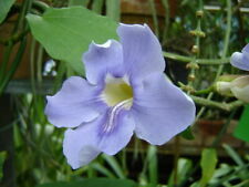 สร้อยอินทนิล (Bengal Trumpet) / 10 เม็ด (Hungary)
