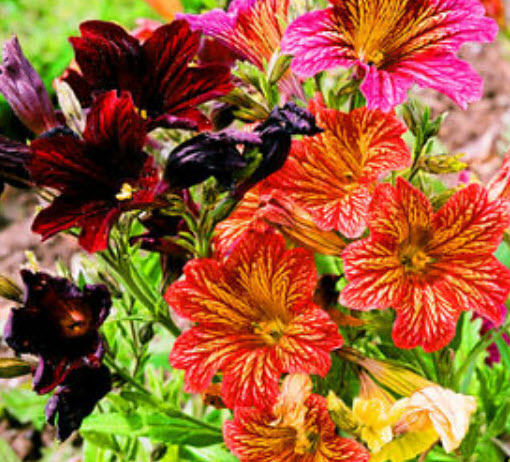 ซาลพิกลอสซิส (Salpiglossis) คละ / 800 เม็ด (UK)