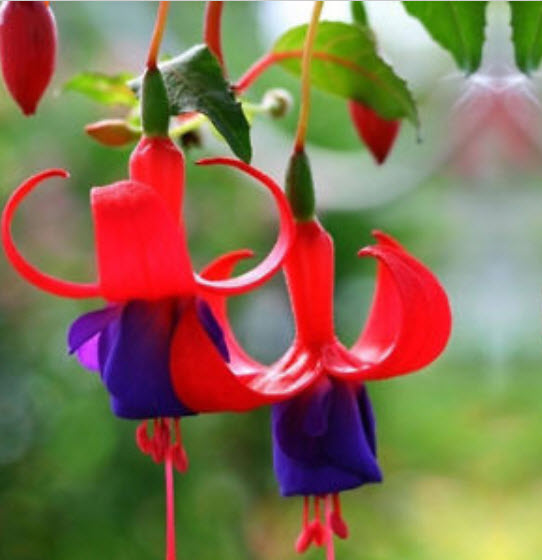 สโนว์ ฟิวเซีย (Snow Fuchsia) / 50 เม็ด