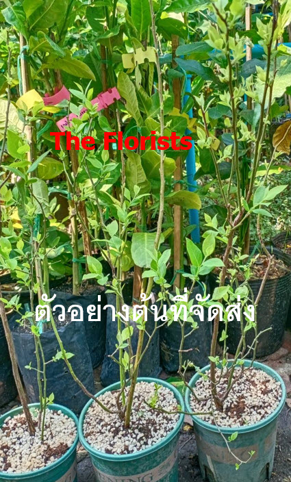 ต้นบลูเบอรี่ (Blueberry) ลูกใหญ่ สูง 40-60 ซ.ม. ต้นไม้นำเข้า