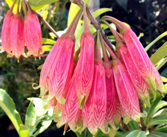 ต้นแพรชมพู กระถาง 8 นิ้ว เถายาว 100 ซ.ม. ขึ้นไป / ต้น