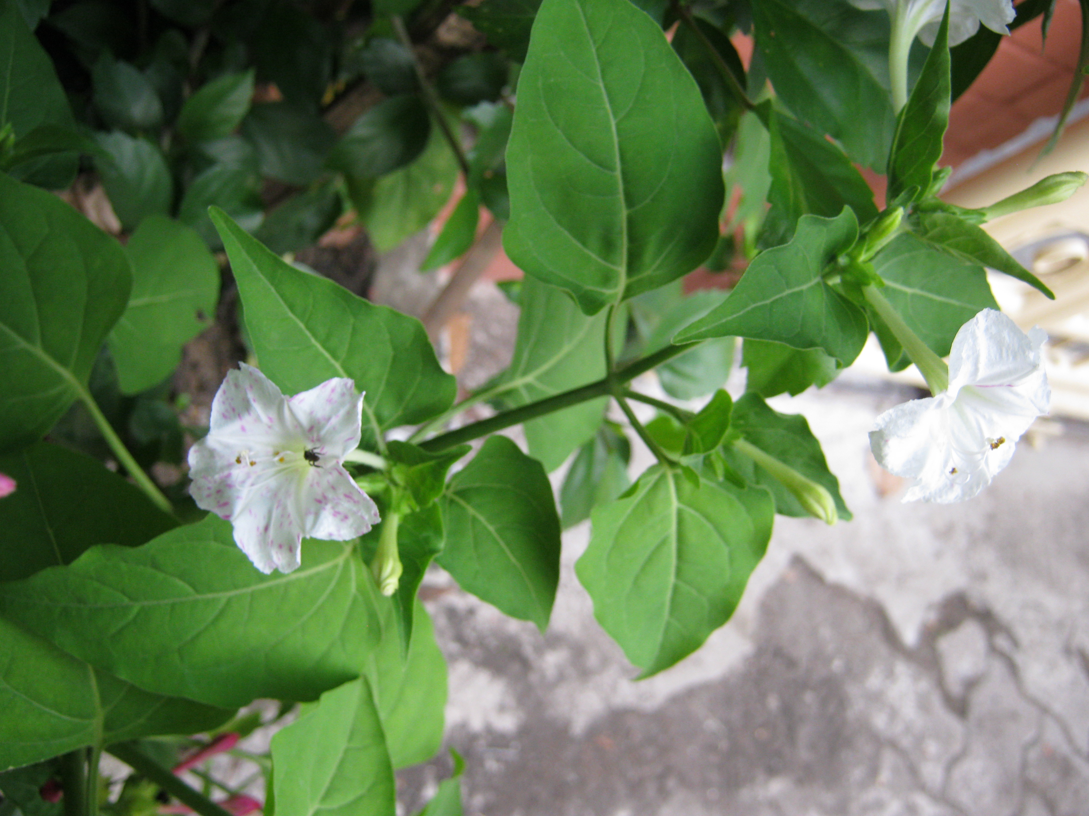 บานเย็น คละสี / 30 เม็ด (ไทย)