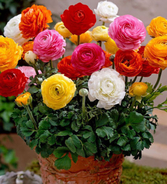 รานังคูลัส หรือบัทเตอร์คัพ (Ranunculus / Buttercup) คละ / 50 เม็ด