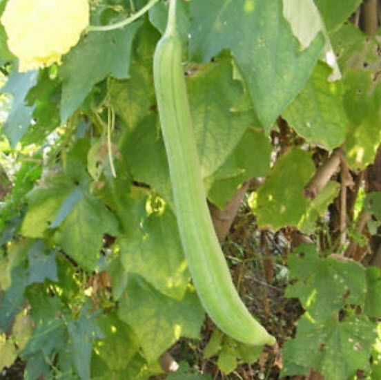 บวบลูกยาว (Luffa Cylindrica Gourd) / ซอง 10 เม็ด (C106)