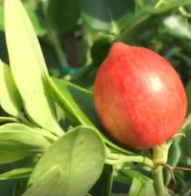 ต้นมะนาวโห่ญี่ปุ่น สูง 20-30 ซ.ม. / ต้น