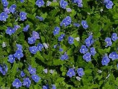 เนมีเซีย บลู เจ็ม (Nemesia Blue Gem) สีฟ้า / 1,300 เม็ด (Poland)