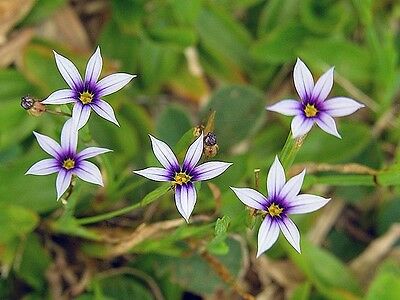 หญ้าบลูอาย (Blue-eyed Grass) สีขาว / 10 เม็ด (USA)