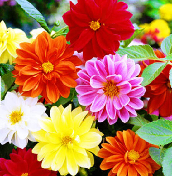 ดาห์เลีย (Dahlia - Dwarf Unwins) / 250 เม็ด (UK)