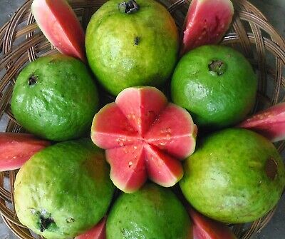 ฝรั่งไส้แดง (Guava) / 50 เม็ด (Russia)