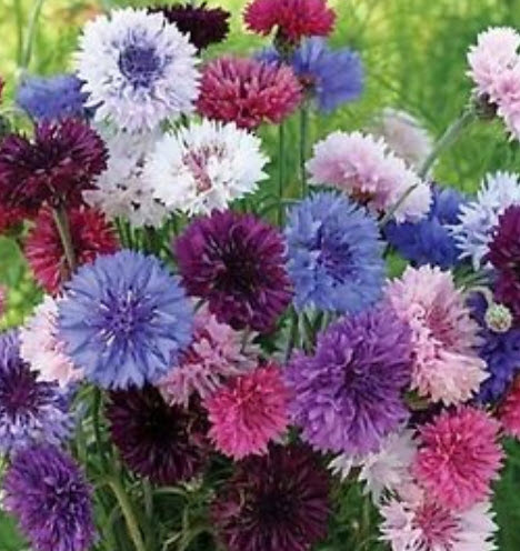 คอร์นฟลาวเวอร์ (Centaurea cyanus Terry) คละ / 100 เม็ด (Ukraine)*