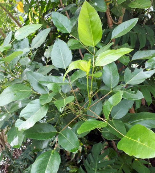 ต้นทองหลาง (Indian Coral Tree) ถุงดำ สูง 30 ซ.ม. ขึ้นไป / ต้น