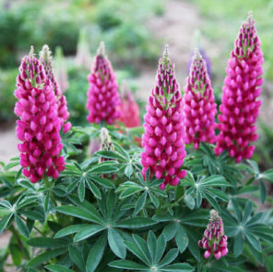 ลูพิน สีชมพู (Pink Lupin) / ซอง 15 เม็ด (A238)