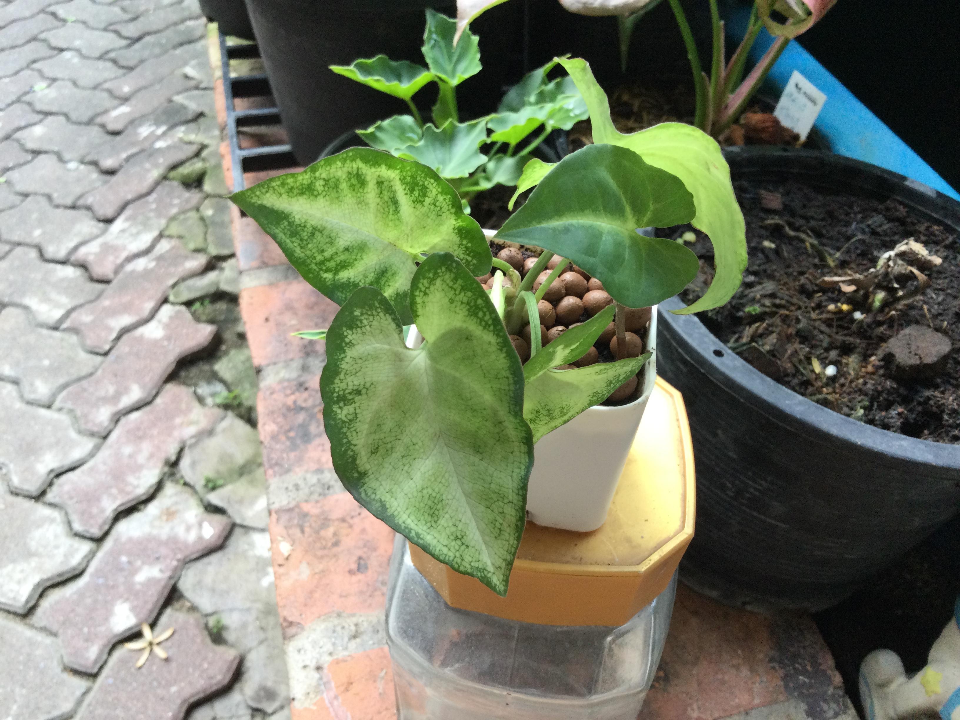 ต้นเงินไหลมาแคระ กระถางสี่เหลี่ยม 2 นิ้ว